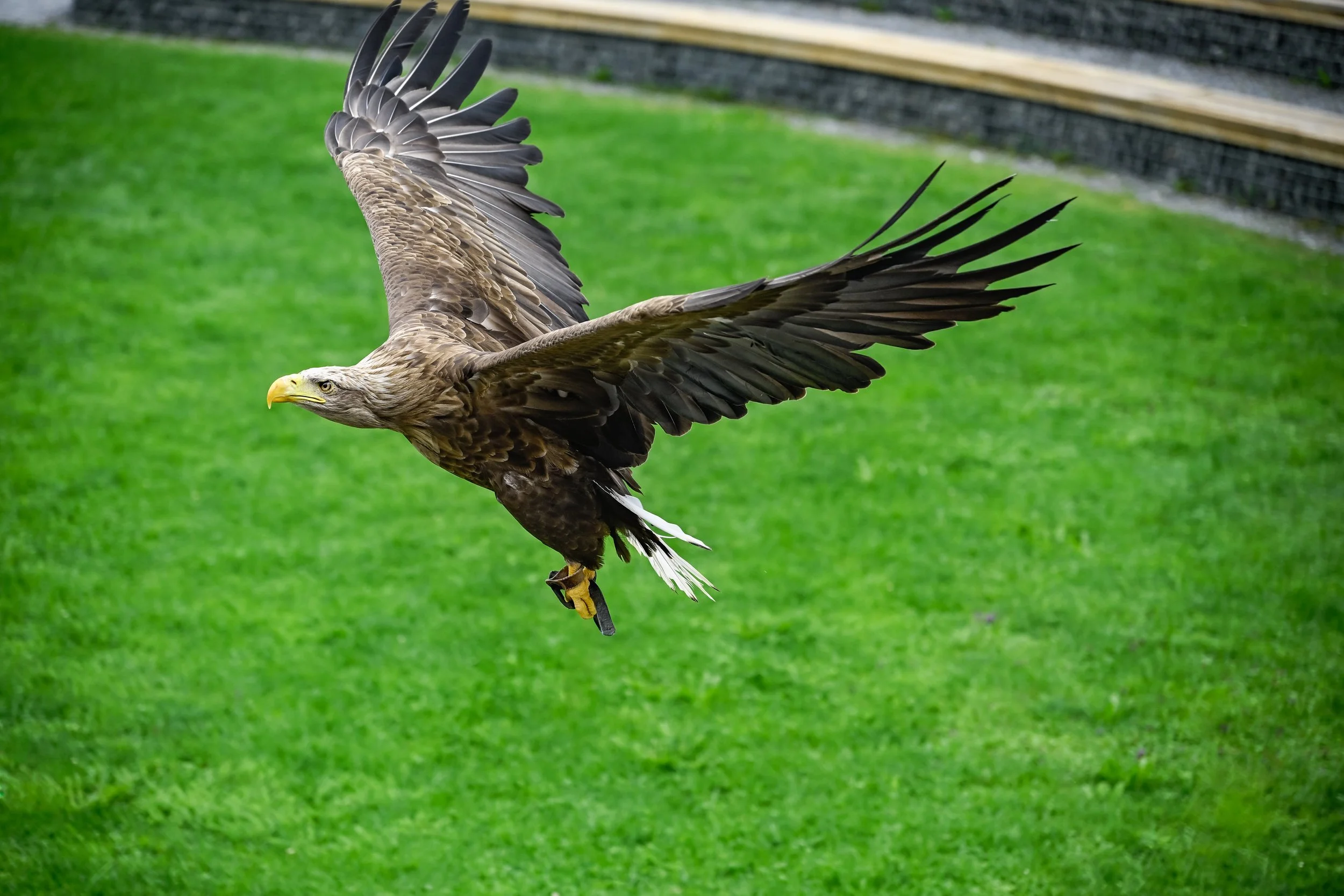 Ruth Obersteiner - Seeadler