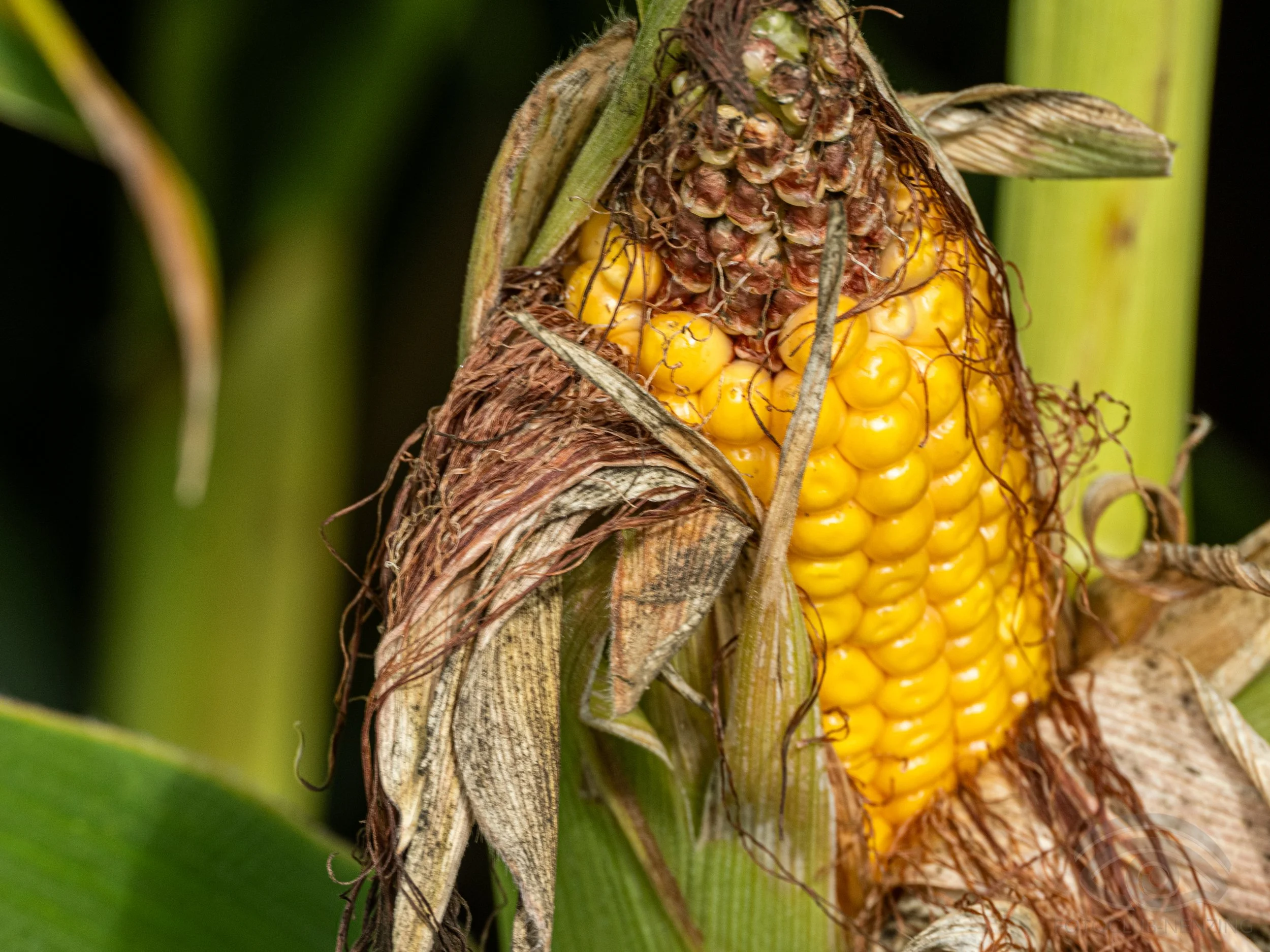 Erich Bernhart - Maiskolben