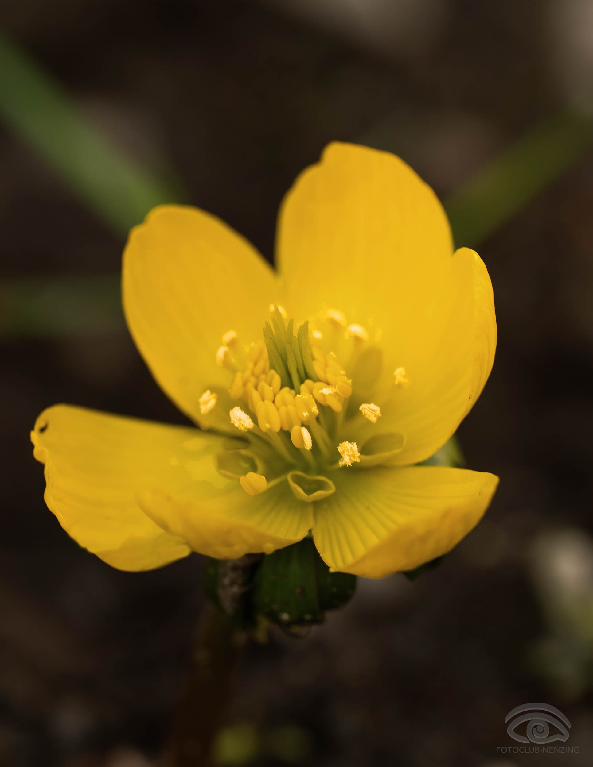 Mathias Böhle - Frühling 