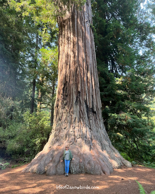 cross-country-road-trip-august-2023-redwoods-and-eureka-california-redwood-tree-image.png