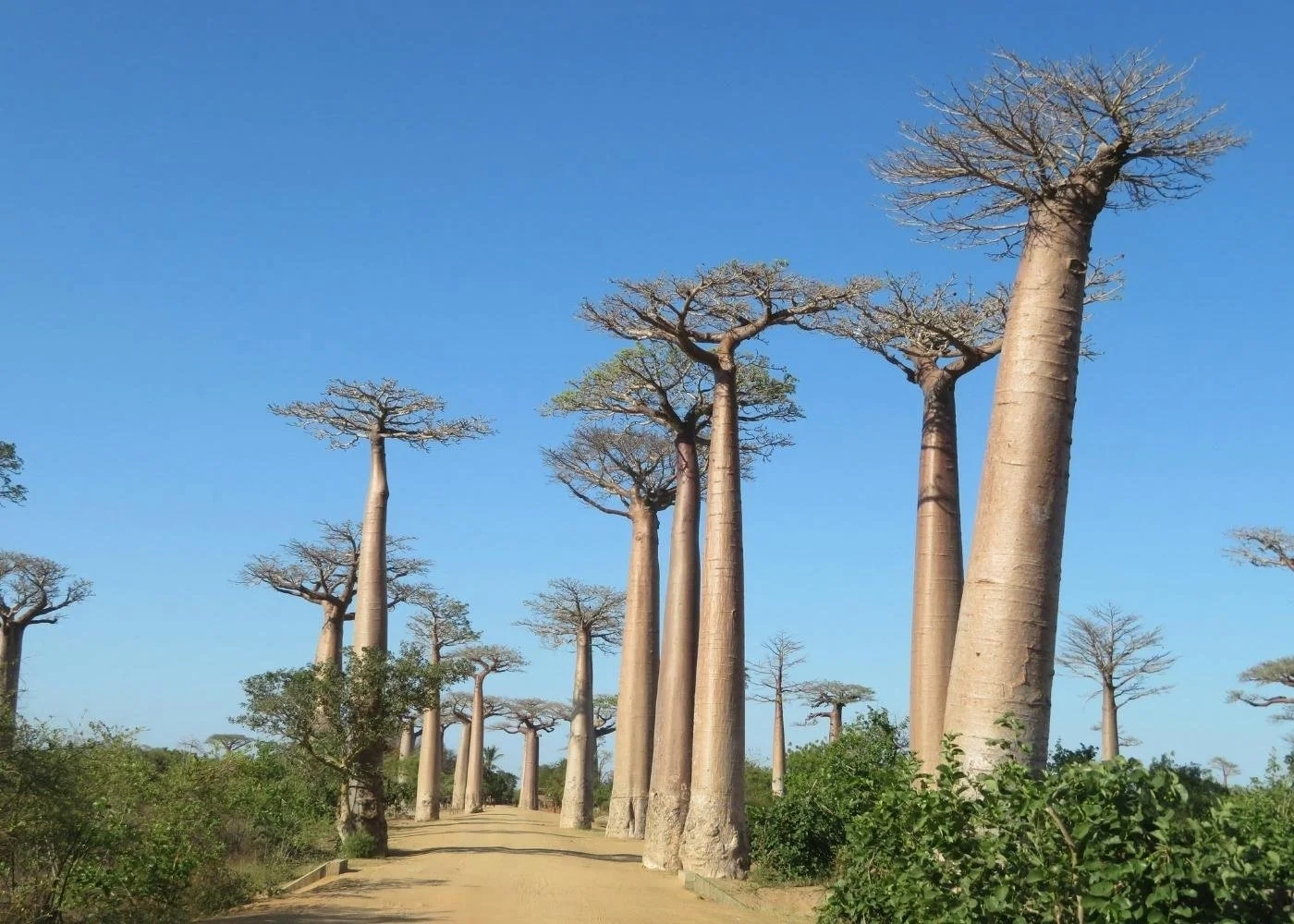 TOP 8 Madagascar Highlights You Won't Want to Miss