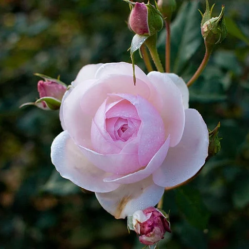 Marianne