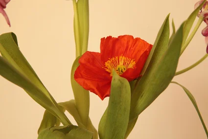 20160605_0018 10cm thumb.jpg