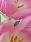 20100412_018 5cm thumb.jpg