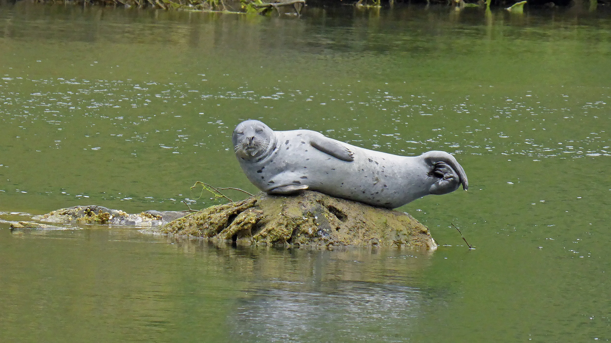 Harbor Seal.