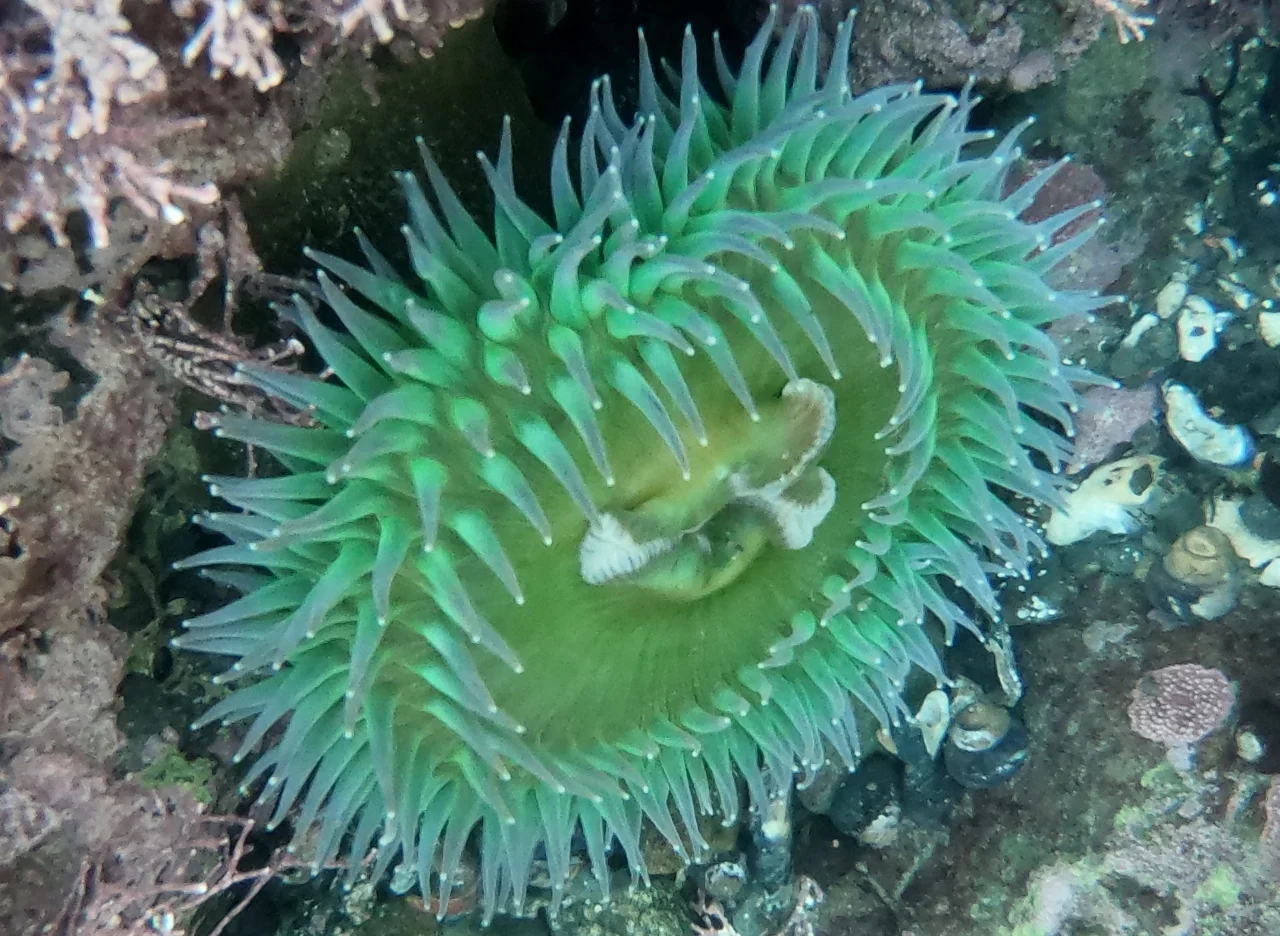 Anenome (1280x936).jpg