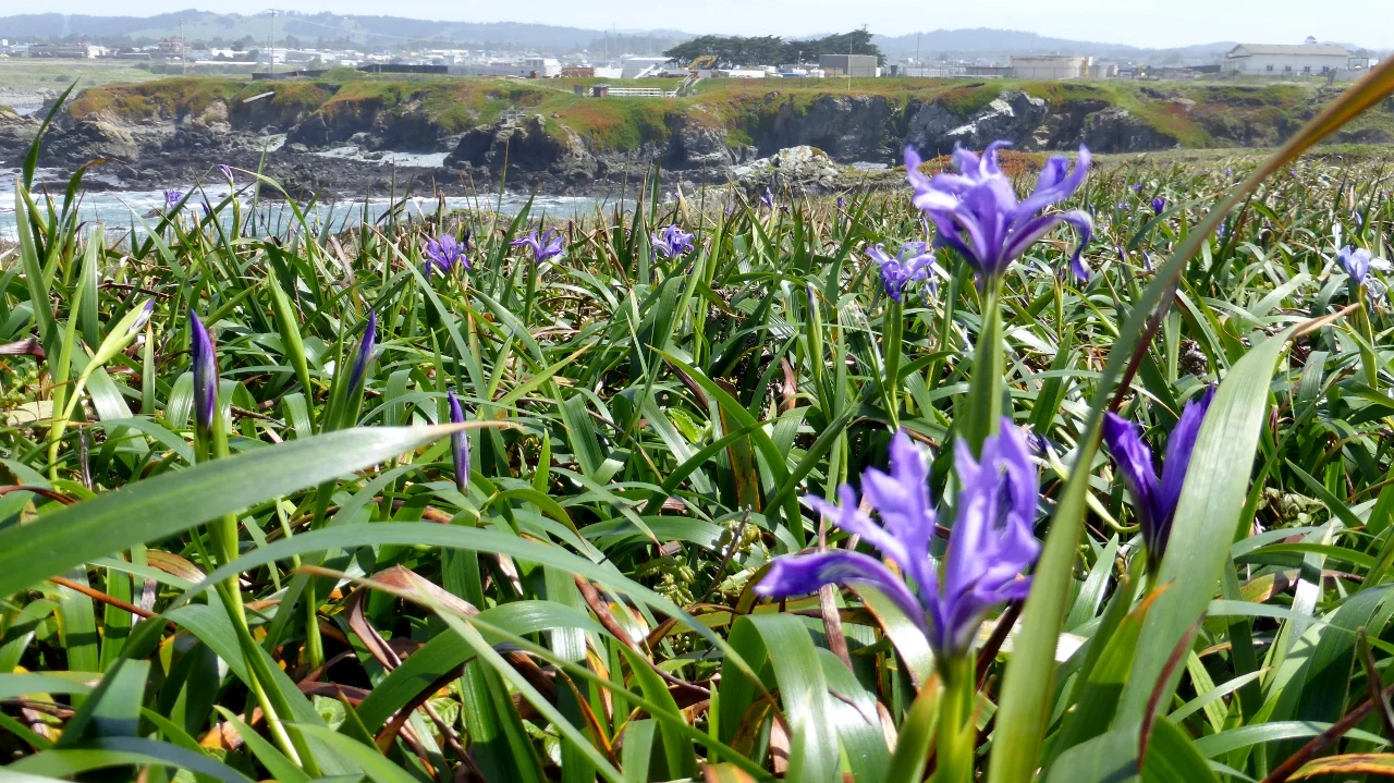 Douglas Irises blooming along the Fort Bragg Coastal Trail.