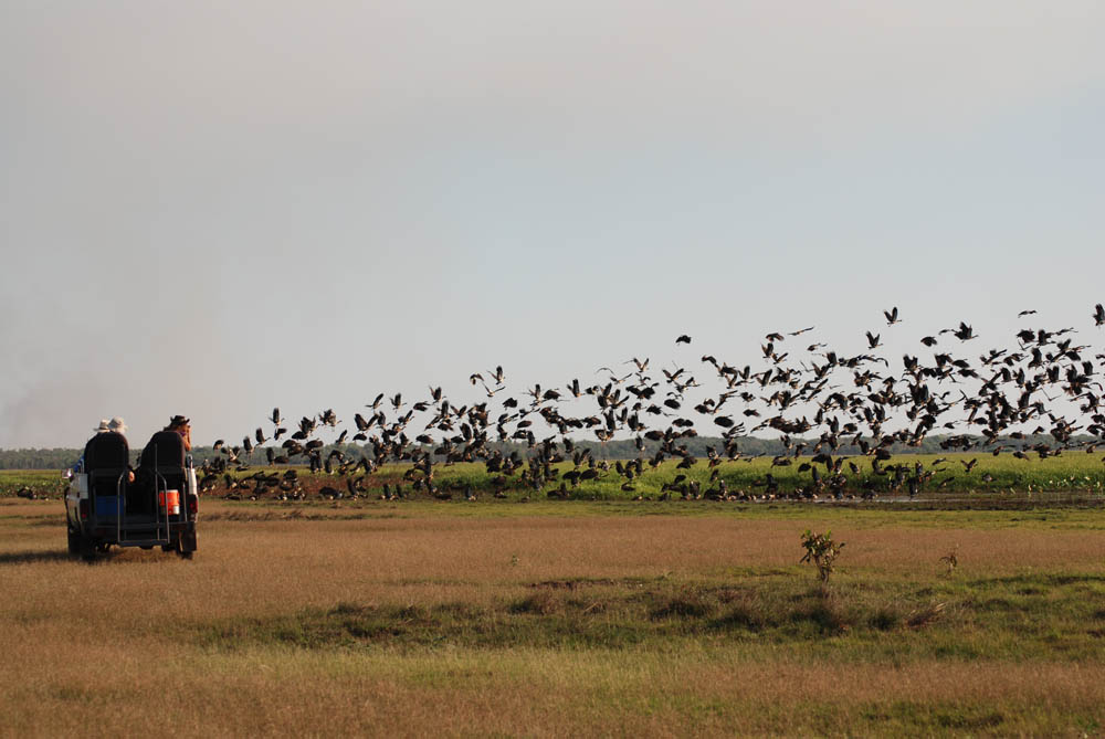 Birding &amp; Wildlife Tours