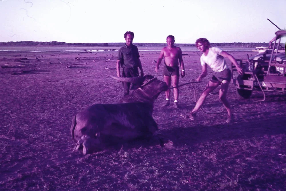 Catching buffalo 8.jpg