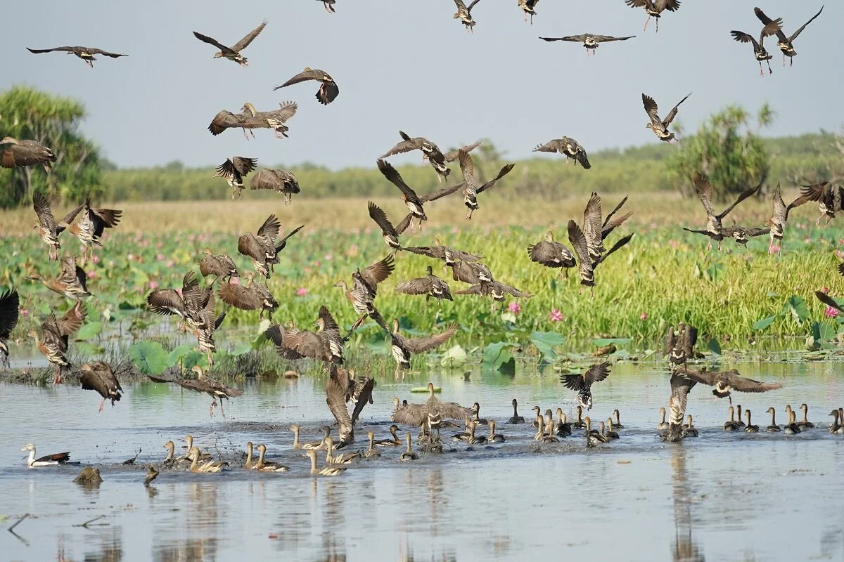  Mary River  Wetlands Cruise  