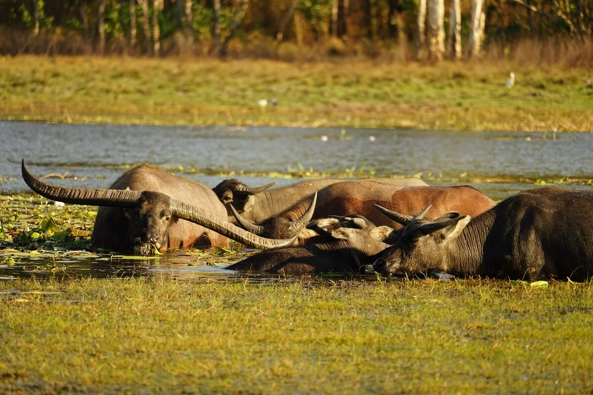 4WD Safari Tour — Point Stuart Wilderness Lodge NT