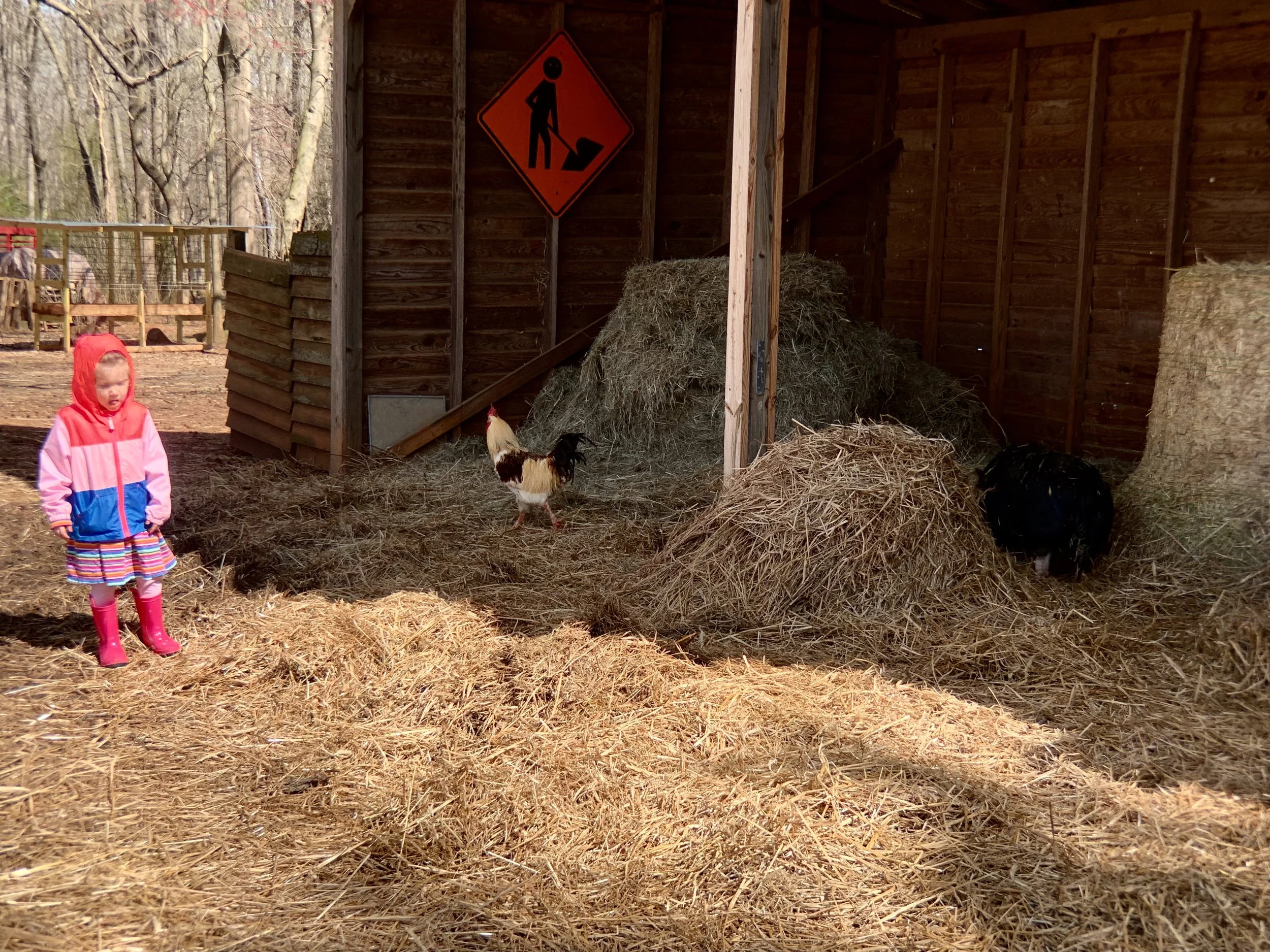My wary three-year-old and a confident rooster.