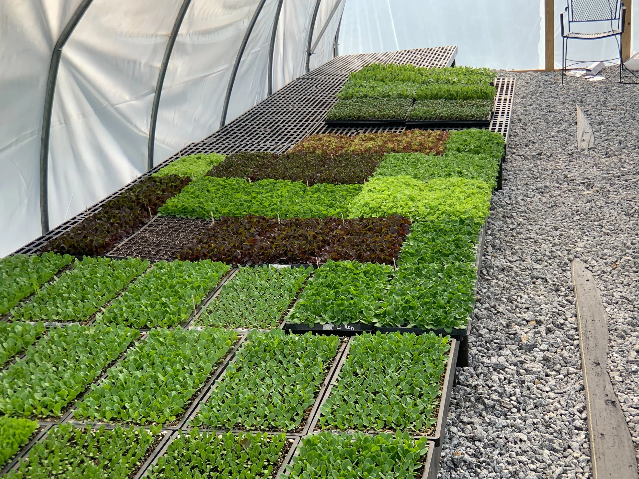 Gorgeous greenhouse greens!