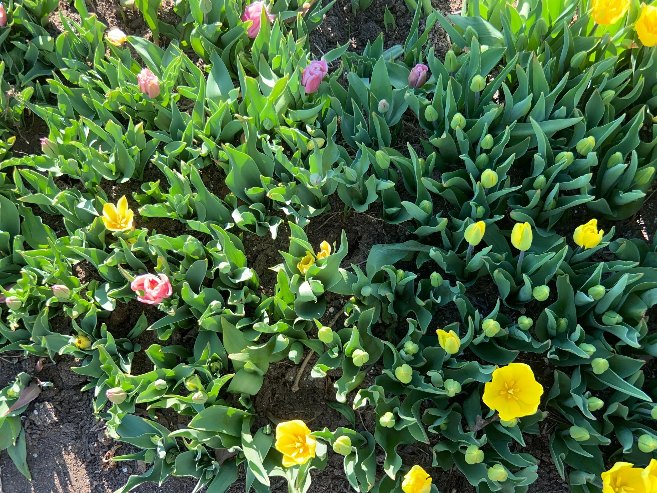 Wildflowers in bloom