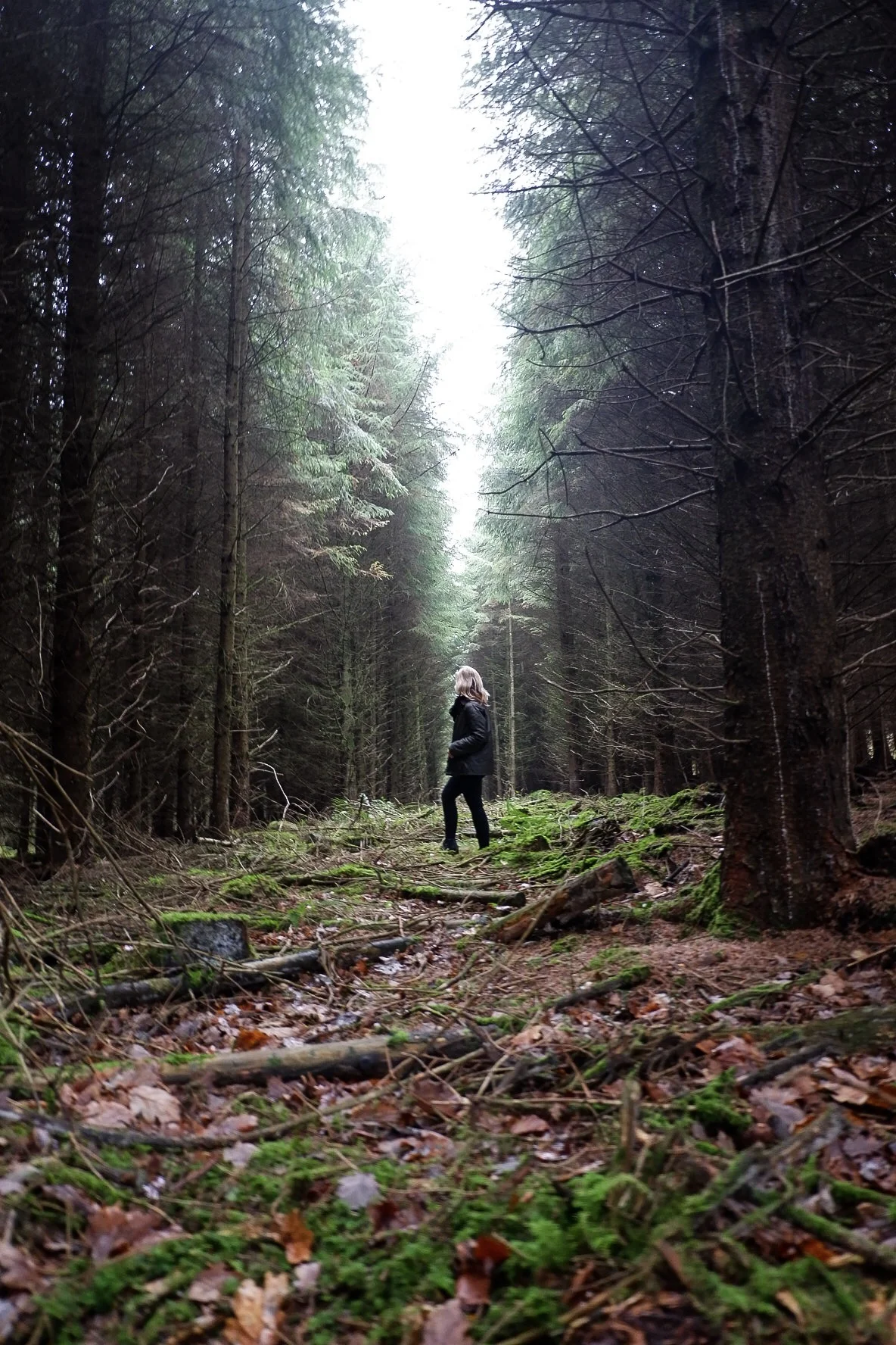 Cardinham Woods: A Photo Diary