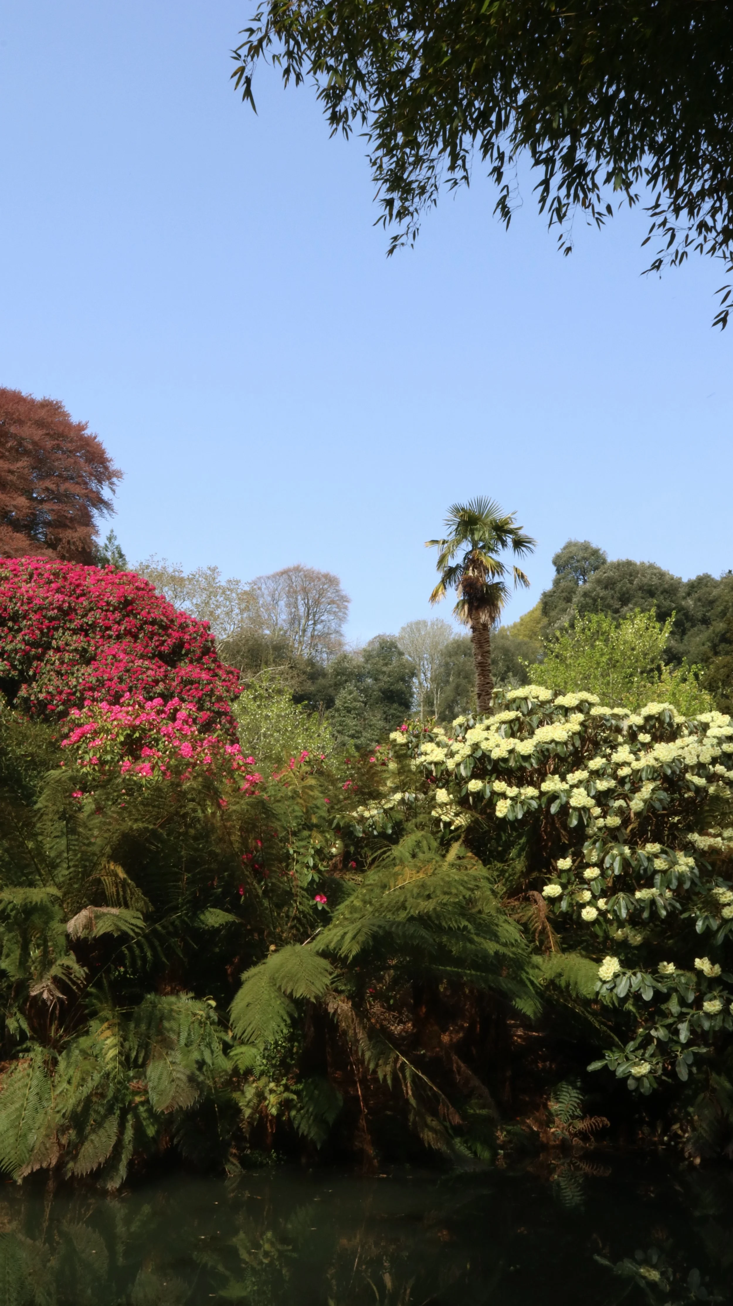 Cornwall's Tropical Garden: Trebah Gardens