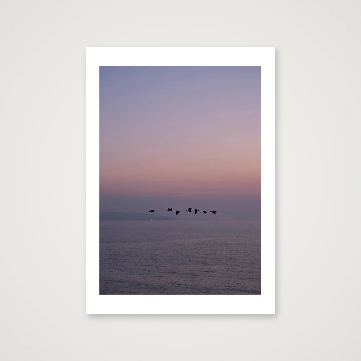 Canadian Geese over Gwithian, Cornwall