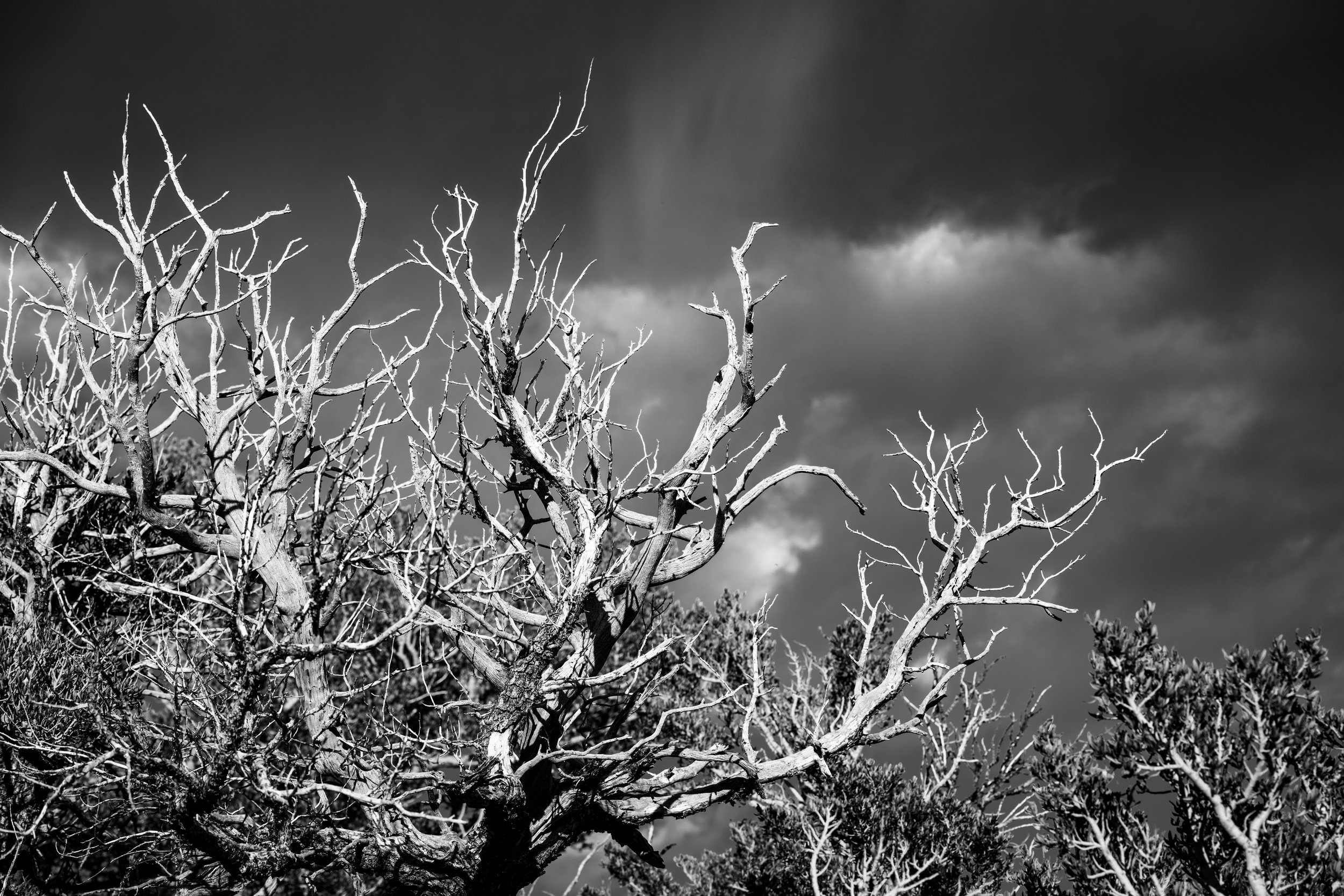 Great Basin BW 1.jpg