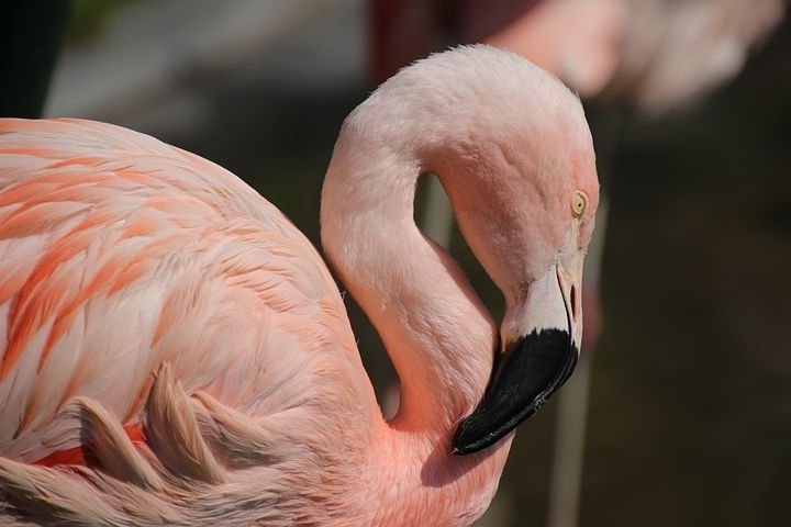 flamingo-5557327__480.jpg