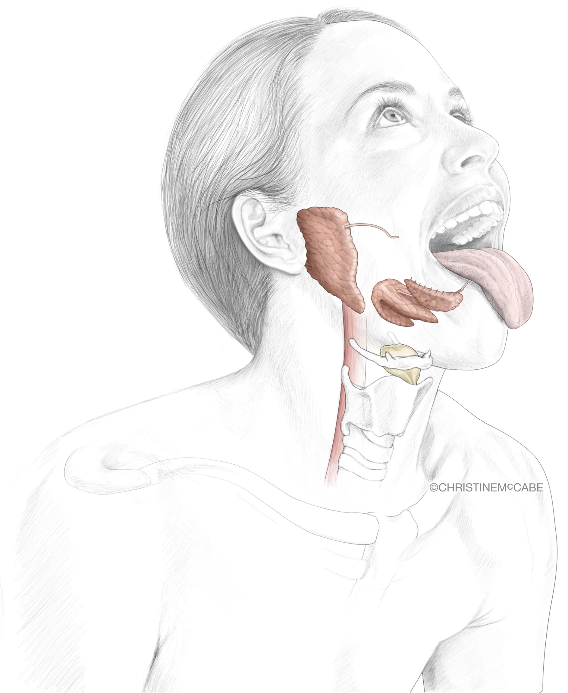 Anatomy of a Yogi - Mouth Glands.jpg