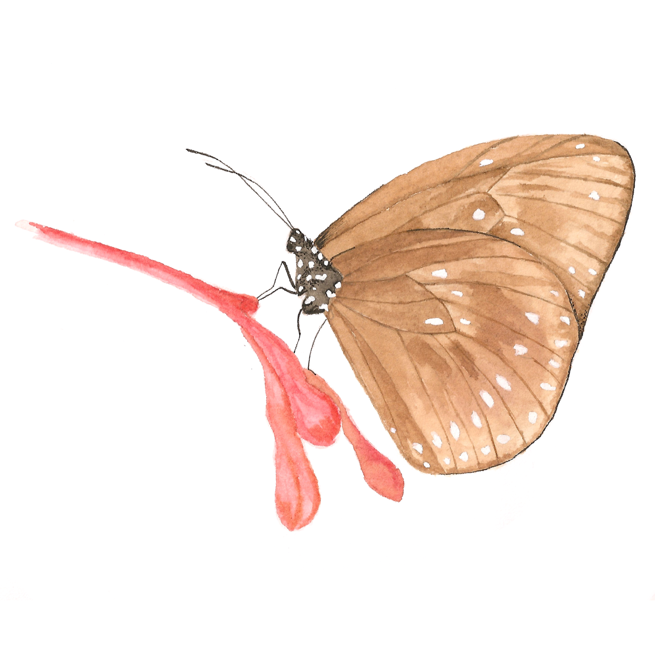 RB_Brown_Butterfly.png
