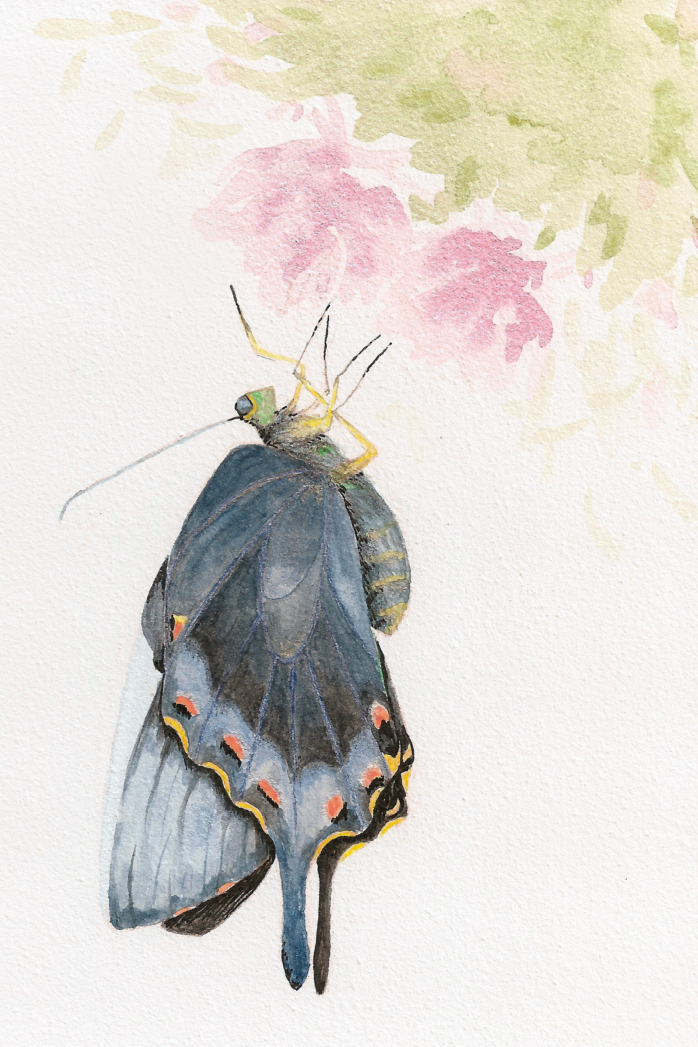Blue_Butterfly.png