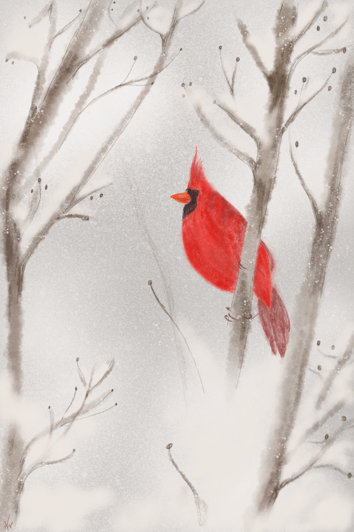 Winter_Cardinal.png