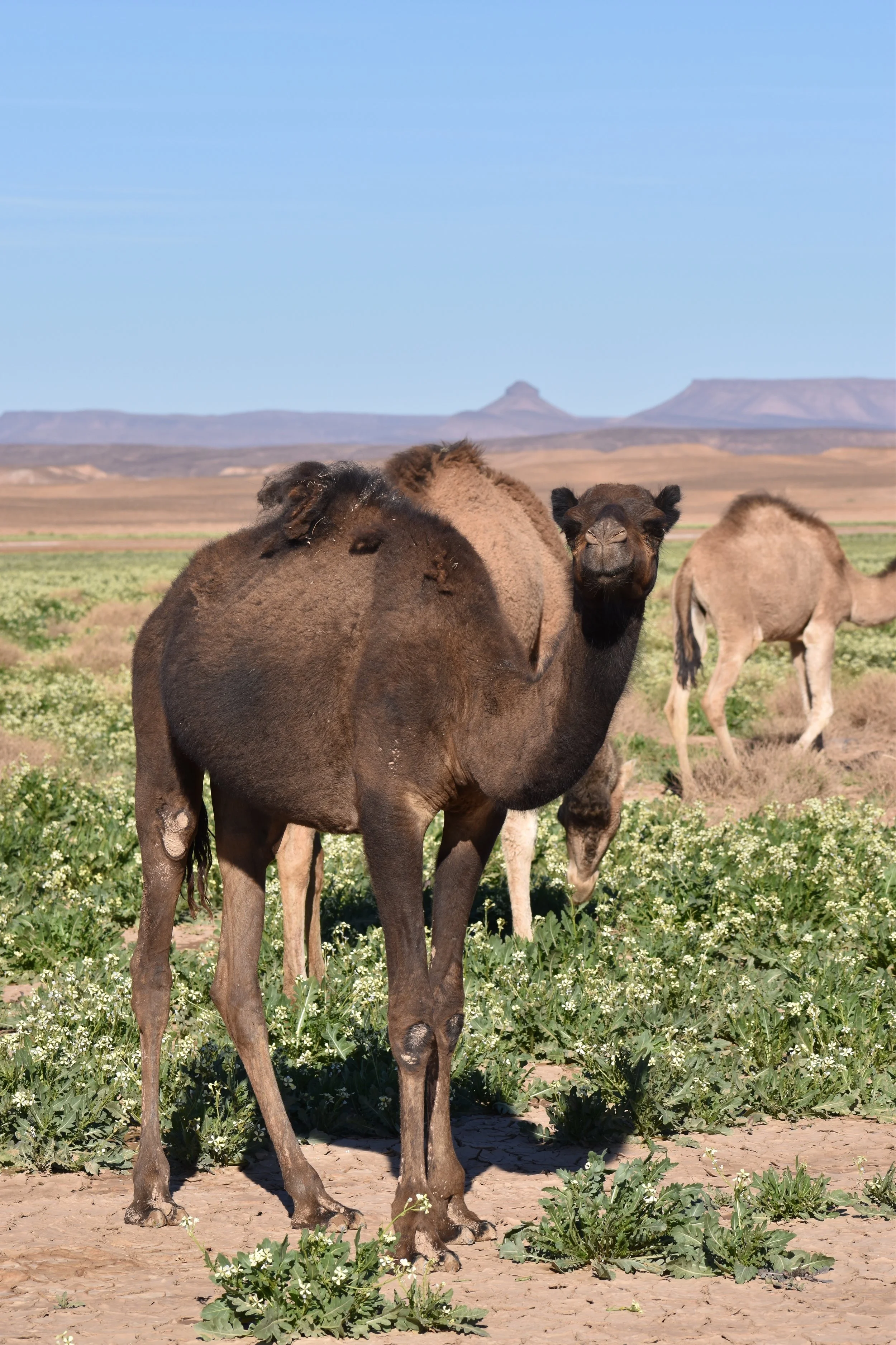 DSC_0145.jpg