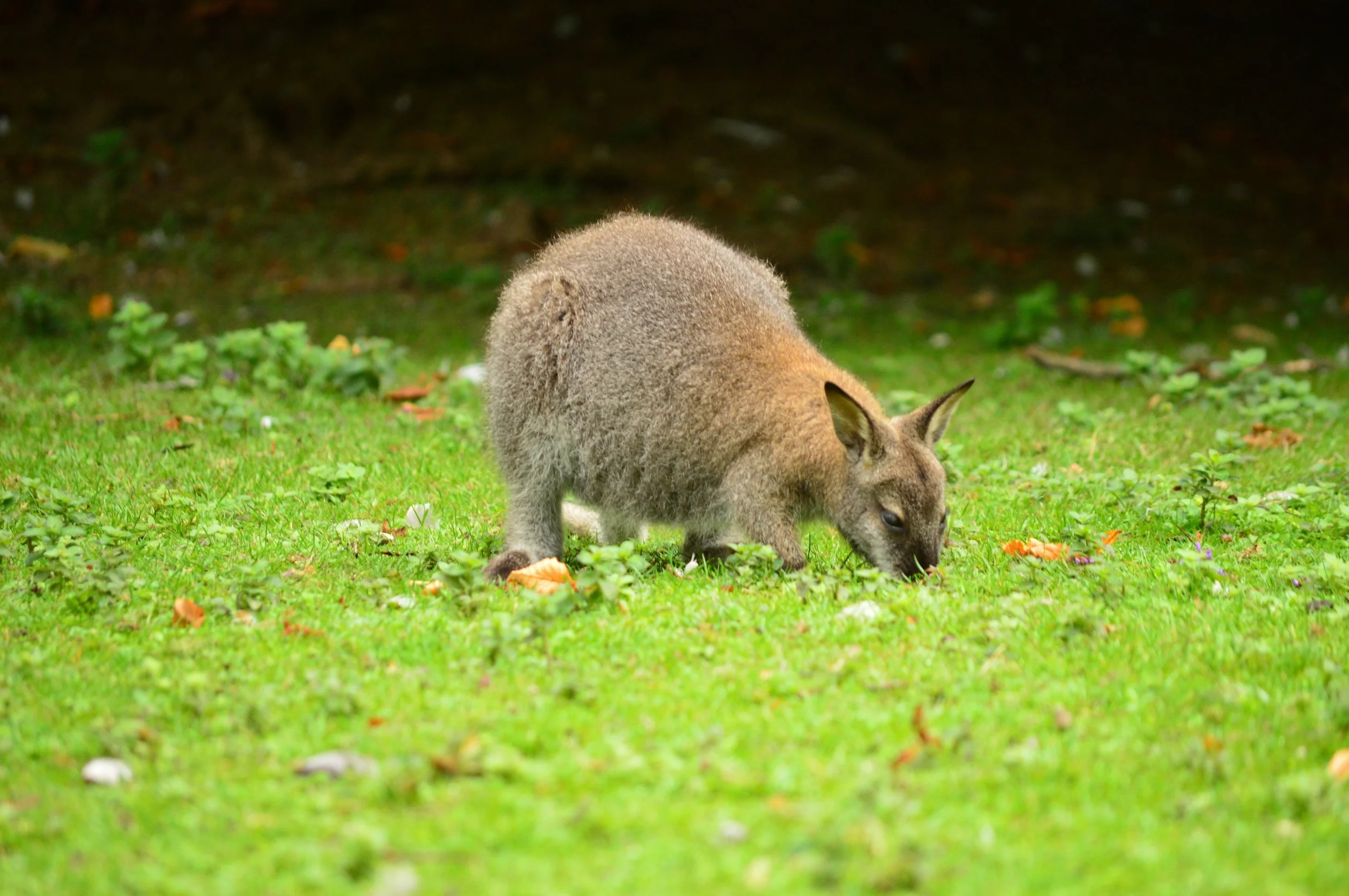 DSC_0074.jpg