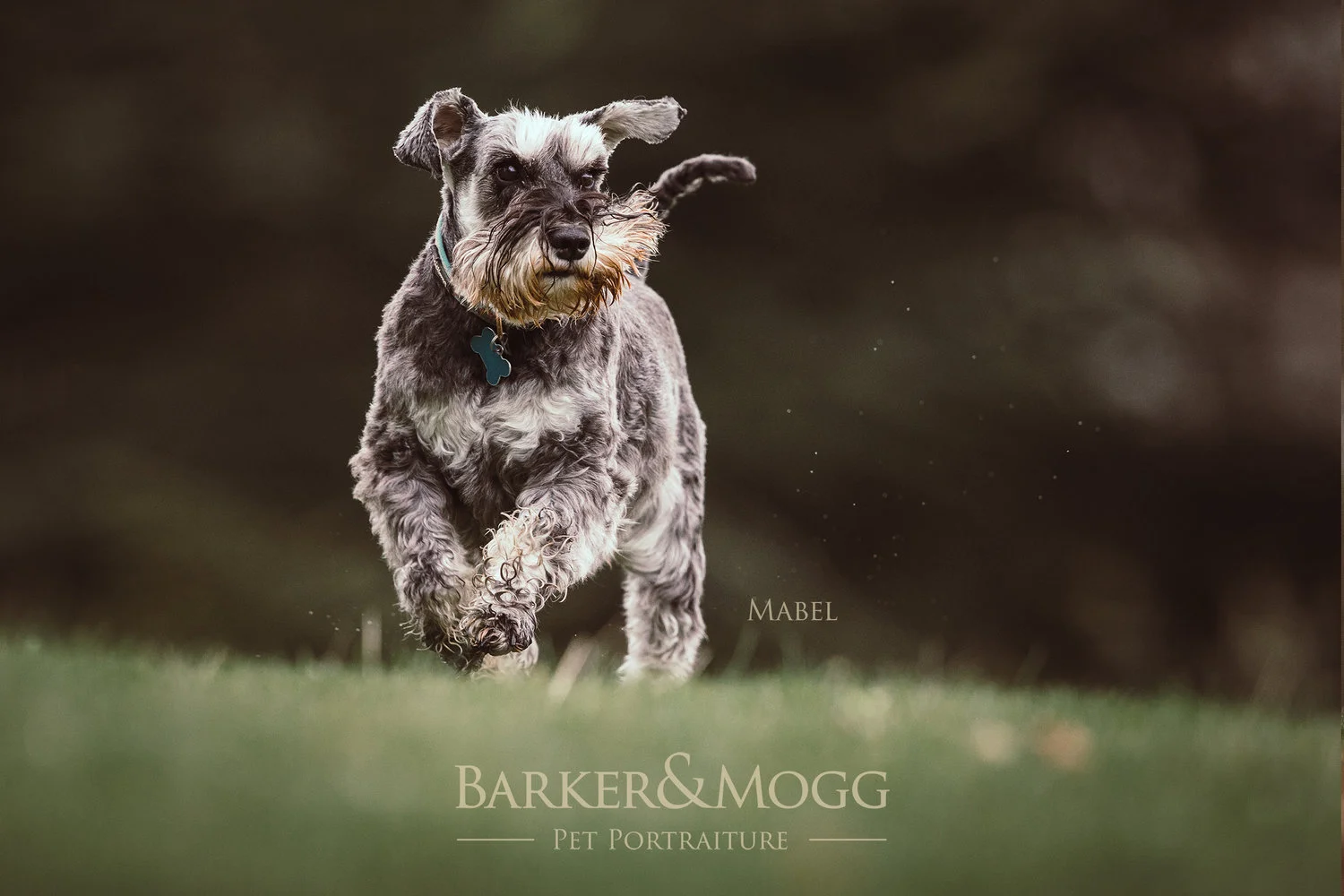 BarkerandMogg_Mabel2.jpg