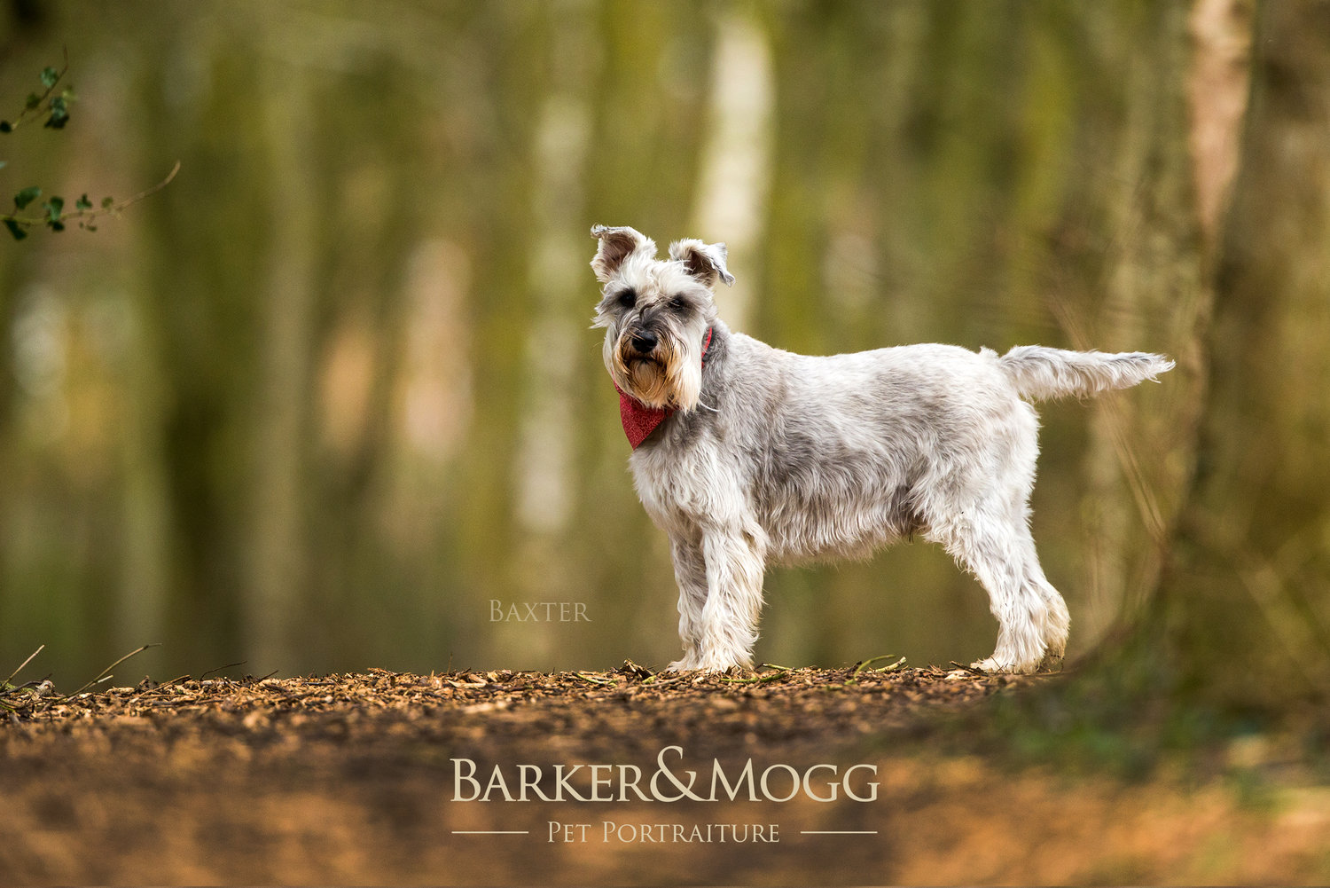 BarkerandMogg_OrigAspect_Baxter.jpg