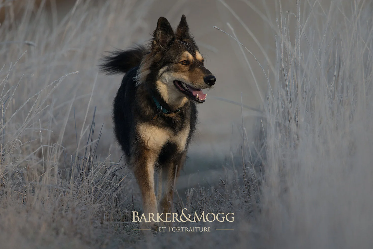 BarkerandMogg_Sample4.jpg