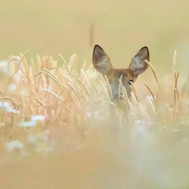 Dreams from the meadow.

Have a great day all!
#roedeer #meadow #summertime #wildlife #wildlifephotography #oxfordshire #justinthewildphoto #lovenature #naturesbeauty #dreamy #oxeyedaisy #oxeyedaisies #countryliving #cotswolds #cotswoldwildlife #lear