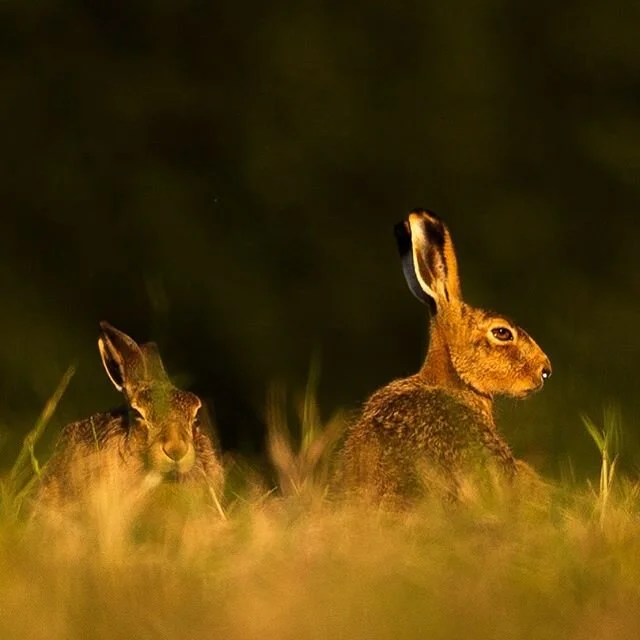 On the lookout...
.
#brownhare #hares #wildlifephotography #oxfordshire #beautiful #beautifulwildlife #beautyinnature #naturesbeauty #justinthewildphoto #learnphotographyskills #learnphotography #lowlightsandhighlights #cotswolds