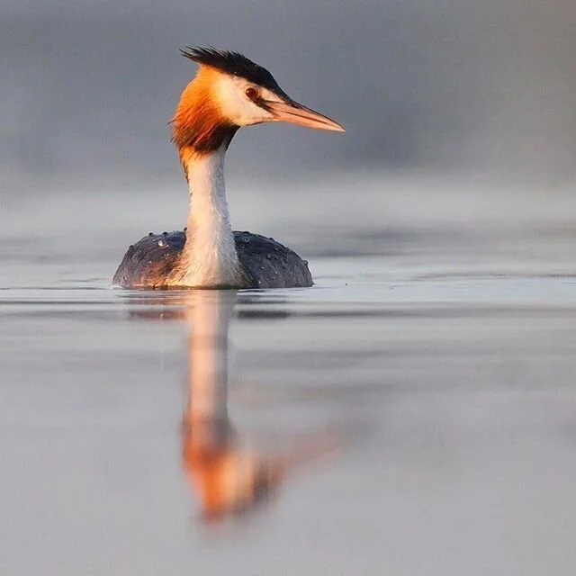 Still summer evenings... a great time for reflection, in both ways.
.
.
Have a great Sunday ☺️
.
#greatcrestedgrebe #waterbirds #summertime #calm #oxfordshire #wildlifephotography #cotswolds #justinthewildphoto #naturesbeauty #beautyofnature #wildlif