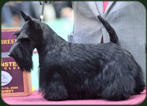 Photo Anstamm Kennels: Ch. Roundtown Mercedes of Maryscot (Sadie), 2010 Best in Show Winner of the Westminster Kennel Club Dog Show.