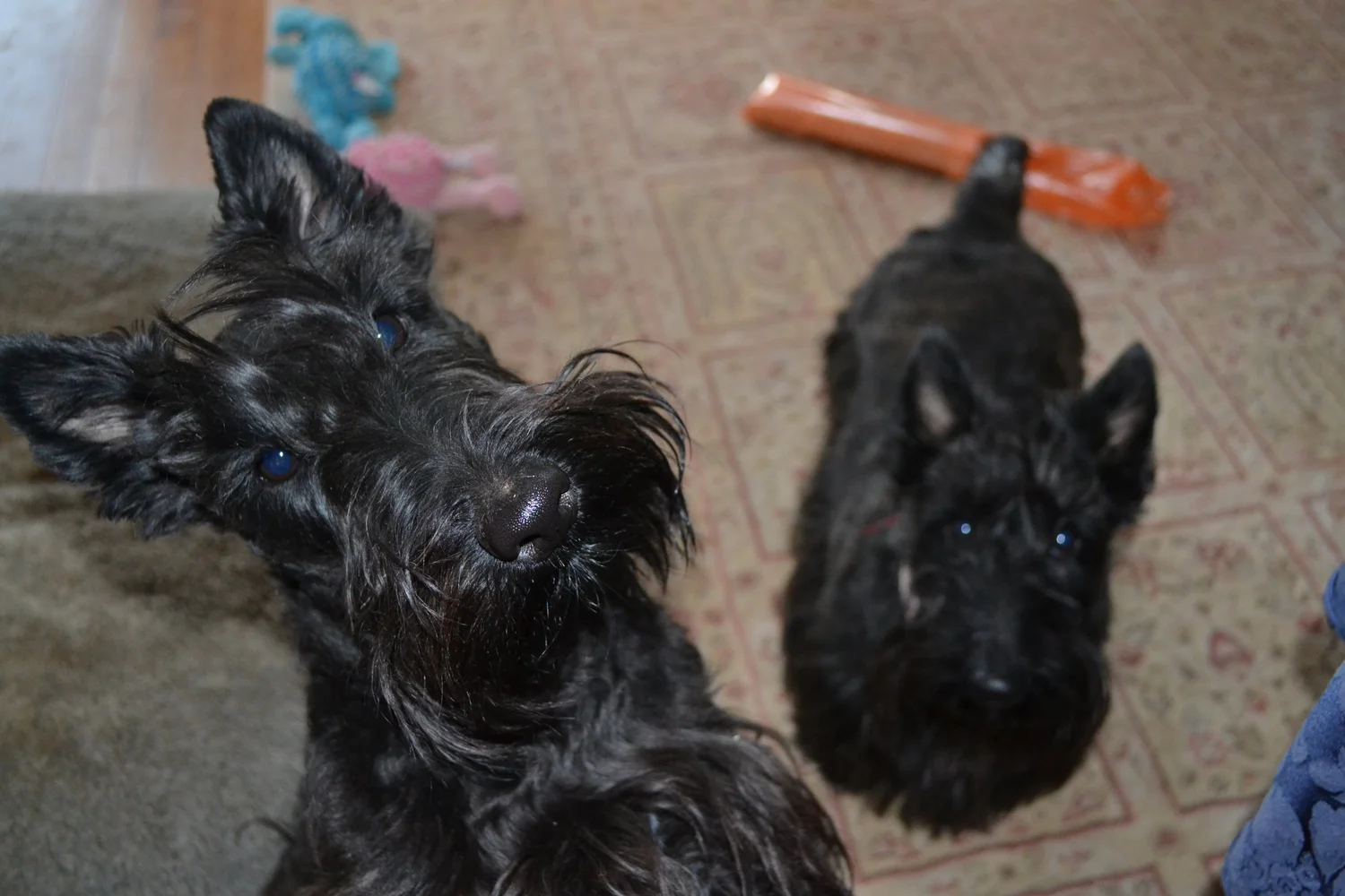 Scottie Dog Breeds: Discover Charming Companions