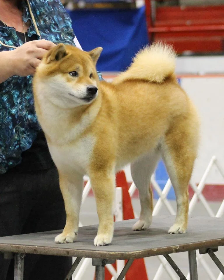 Photo Credit: Forsyth Kennel Club, Teri and Ling