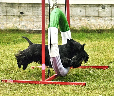 CANCELLED!!! Scottie Clan Day