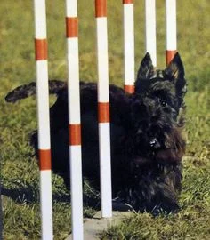 AKC Agility.jpg
