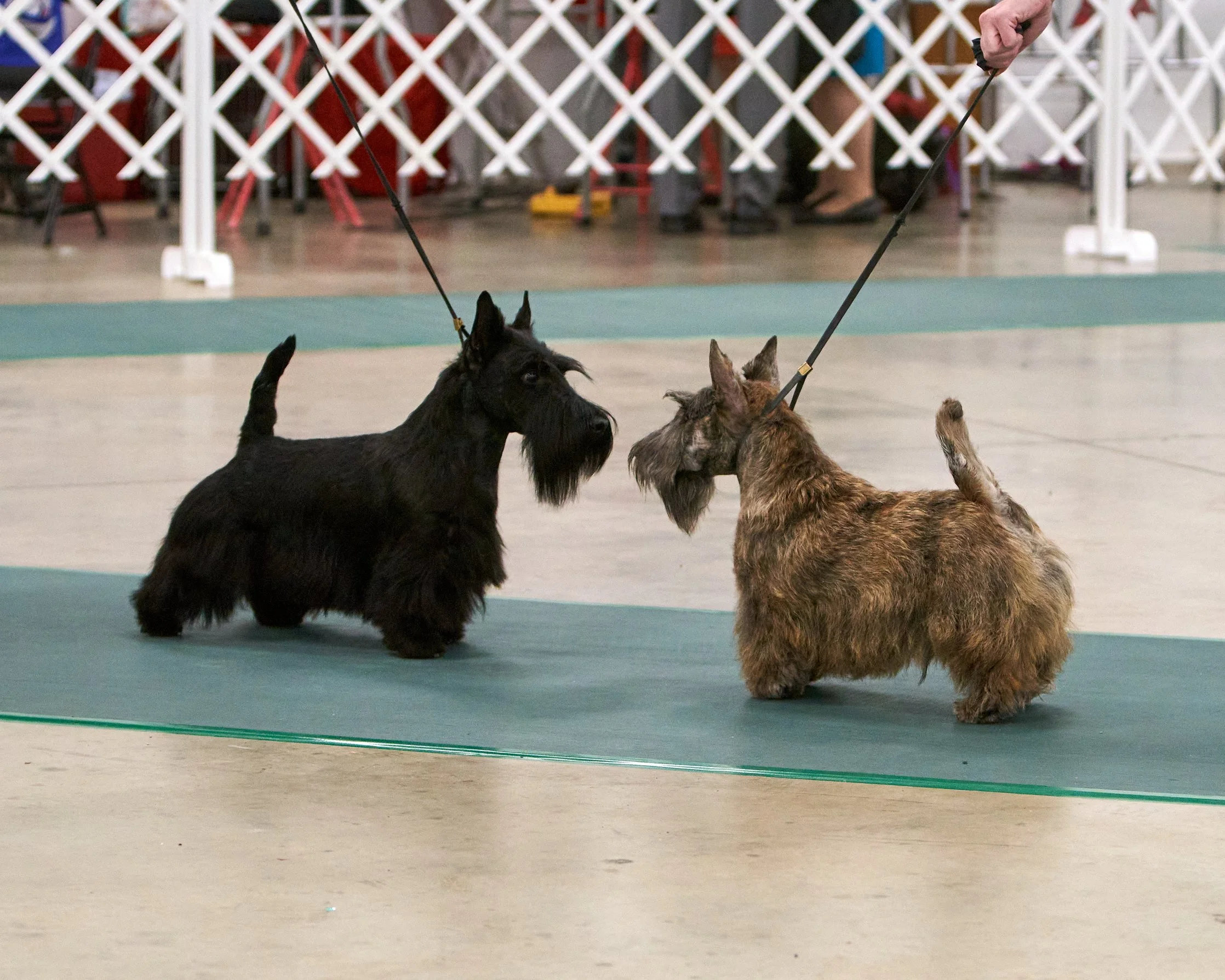 2022 STCP Specialty and Sweeps 94852669-_DSC1233.JPG