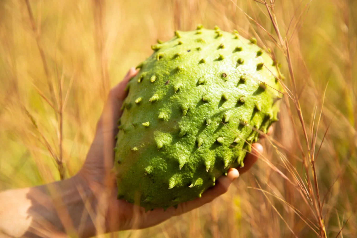 The jungle shipyard has this name for a reason: many types of tropical fruits grow here, feeding the crew. This is a small guanabana just picked from the tree. Photo: Jeremy Starn.