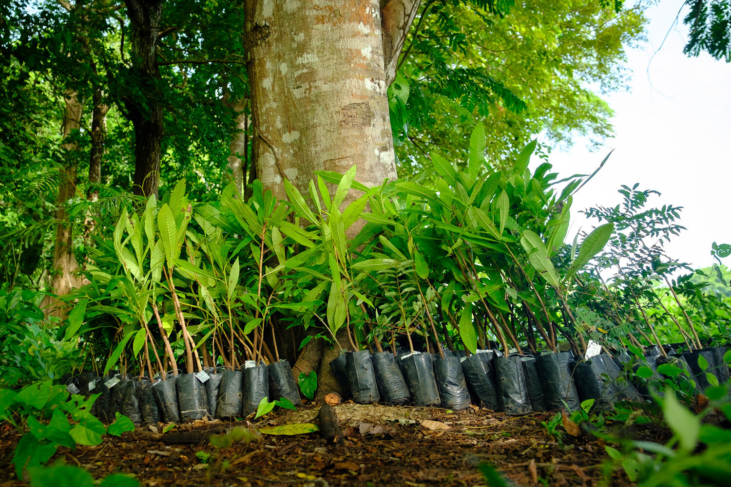 82_SAILCARGO_Tropical Science Center School Tree Planting.jpg