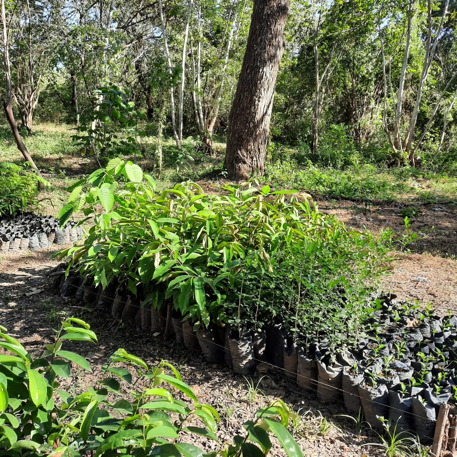 [EN] The UN Decade on Ecosystem Restoration have recently published a report on Why Native Forest Reforestation Matters. 

'To ensure forests sustainably and permanently capture carbon, planting initiatives need to shift toward native forest restorat