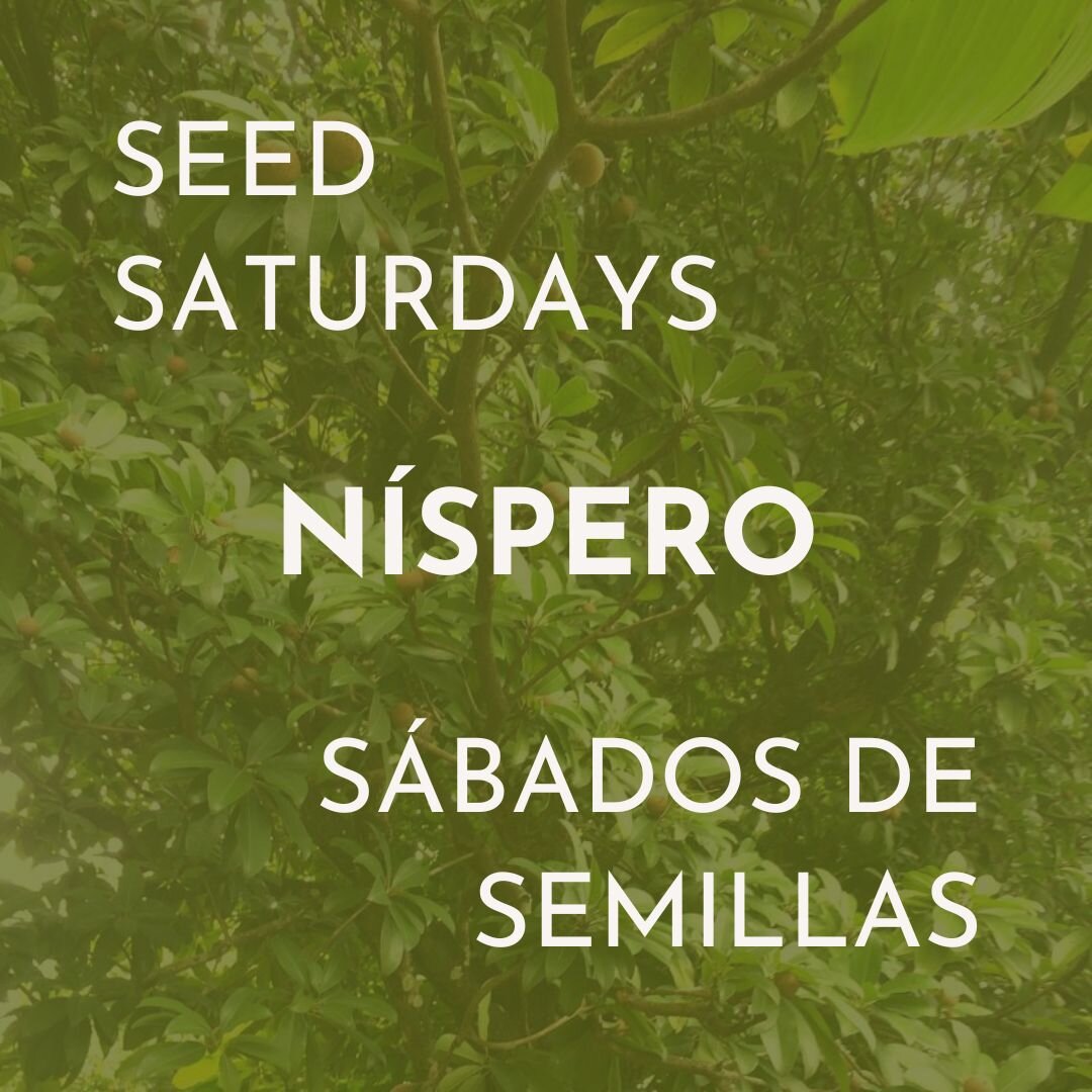 [EN] Introducing Seed Saturdays! 

Throughout the TreesForSeas tree planting season this year we&rsquo;ll be posting profiles of the seeds which make reforestation possible. These seeds are collected by hand by our local team, germinated in our nurse