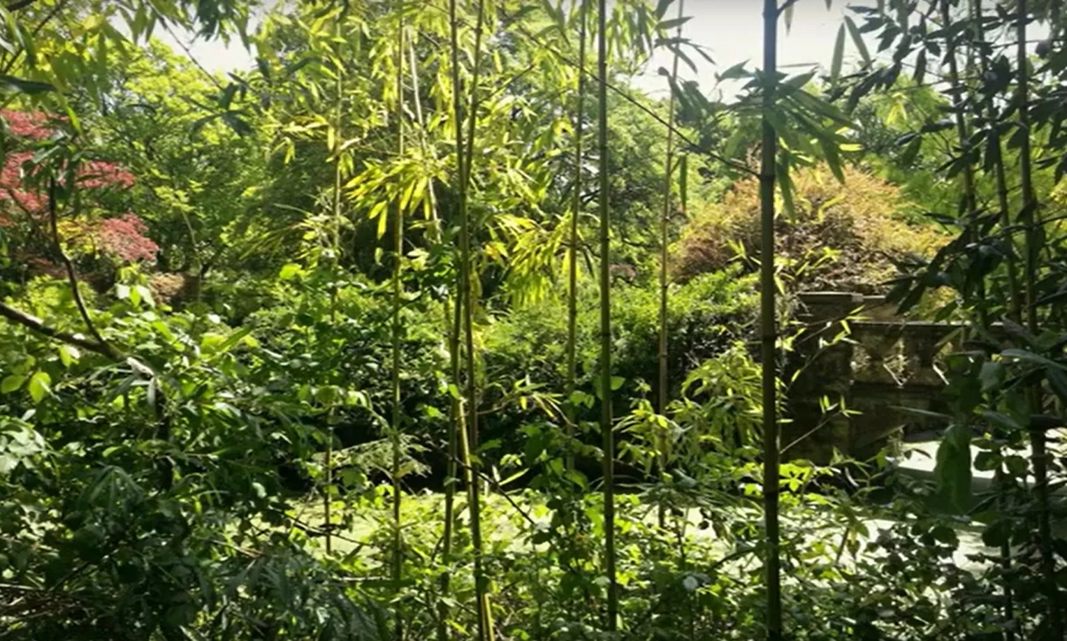 bamboo.jpg
