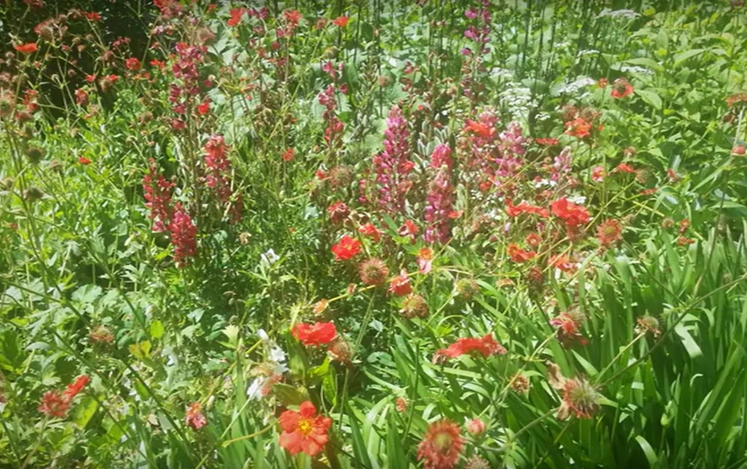 blooms.jpg