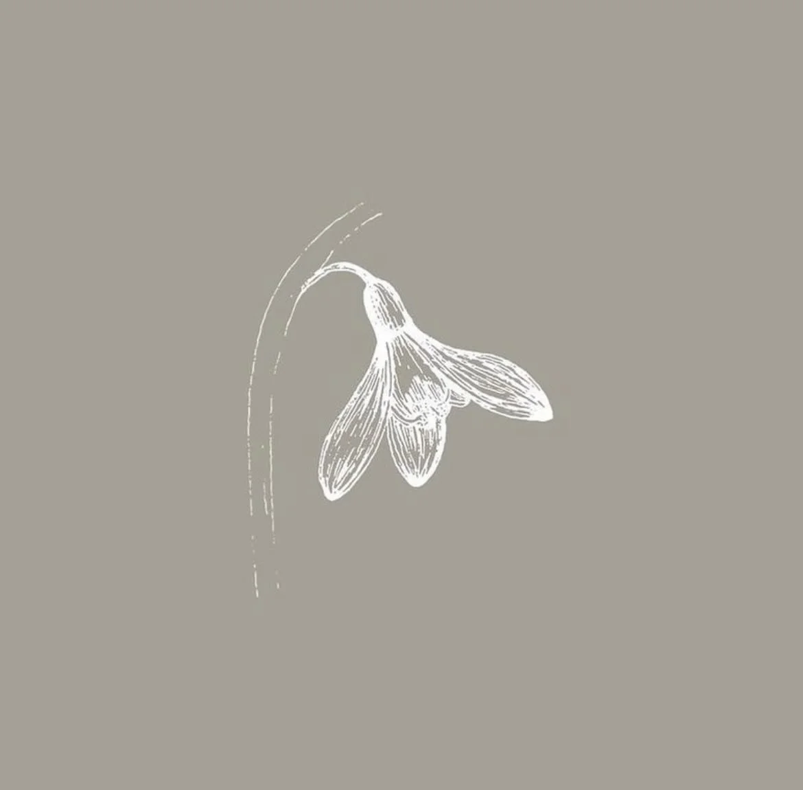 From the archive ~ It felt like spring was in the air yesterday &amp; after seeing so many snowdrops on my dog walk, this illustration from a while back felt perfect for today.
.
.
.
#wildflowerillustration #snowdrop #illustration #wildflower #dotthe
