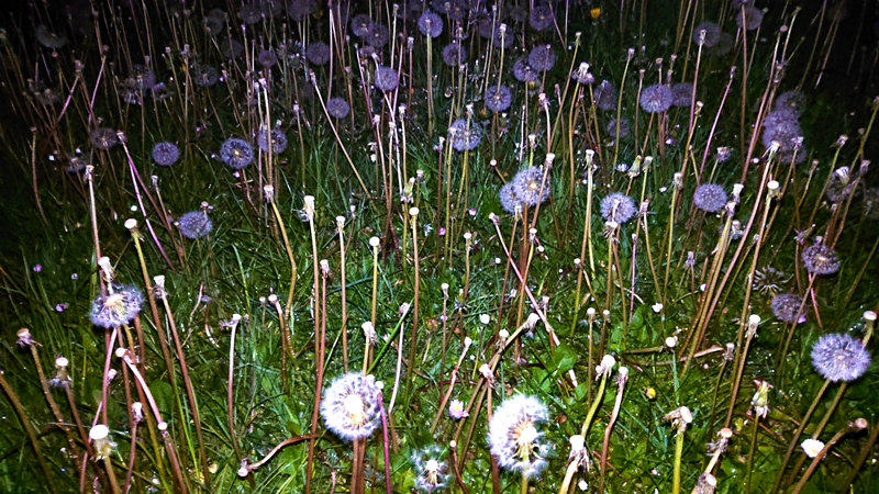 Project_Ireland_Dublin_Donaghmede_Rear_Garden_001.png