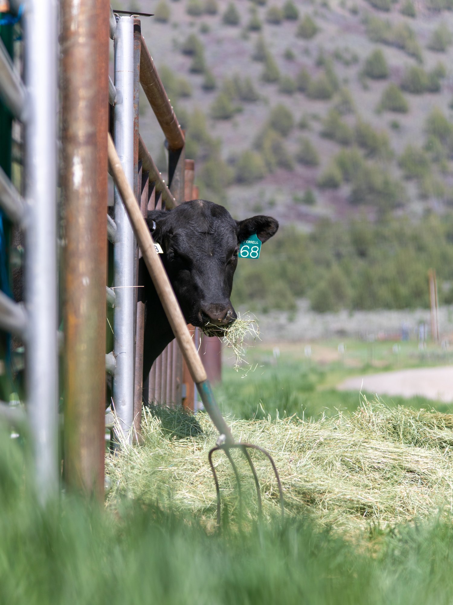 Photo of black cow looking through metal fence on a ranch with a pitchfork leaning against the fence in the foreground